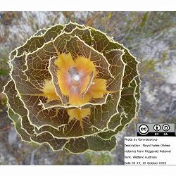 ハケア：ビクトリア7号素焼き鉢植え