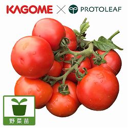 [26年4月下旬予約]トマト（中玉）：手間のいらないトマト凛々子(R)（りりこ）自根苗3号ポット 12株セット