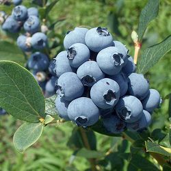 ブルーベリー（ラビットアイ系）：ブルーシャワー3.5号ポット