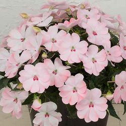 [送料無料][26年4月上旬予約]インパチェンス：サンパティオ(R)ブラッシュピンク3.5号ポット 24株セット