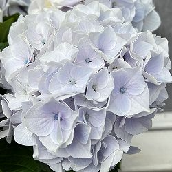 [26年4月下旬予約]アジサイ：シルクサファイヤ4号鉢植え