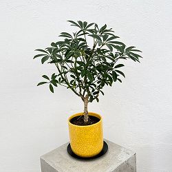 園芸ネット本店｜[ギフトに]シェフレラ コンパクタ3.5号植え