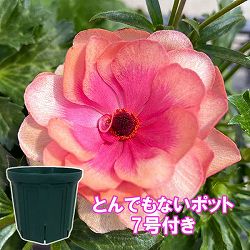 ラナンキュラス：ラックス　キュベレー3.5-4号ポット／とんでもないポット付き