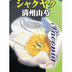 [25年10月中下旬予約]シャクヤク：満州山芍薬4号ポット