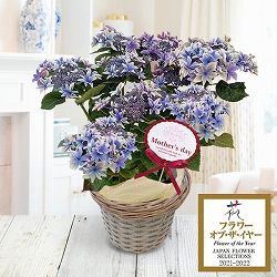 [送料無料][2026年 母の日ギフト][予約]アジサイ：月虹（ゲッコウ）ブルー5.5号鉢植え[あじさい 母の日プレゼント]