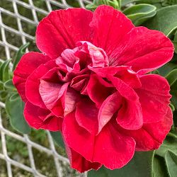 [26年4月上旬予約]ペチュニア：ビバダブル　シュガーボンボン3.5号ポット