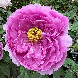 牡丹（ぼたん）：鎌田藤（かまたふじ）3～4年生苗7号鉢植え