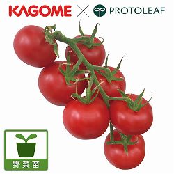 [26年4月下旬予約]トマト（中玉）：高リコピントマト：自根苗3号ポット 12株セット