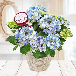 [送料無料][2026年 母の日ギフト][予約]アジサイ：星あつめ（ブルー）5号鉢植え[あじさい 母の日プレゼント]