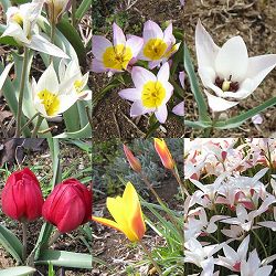 ミニチューリップ：品種ミックス3号ポット（1球植え） 4ポットセット