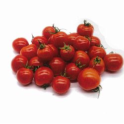 [26年4月下旬予約]イタリアントマト（ミニ）：ルージュジャポネーゼ3号ポット 12株セット