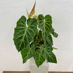 フィロデンドロン：ベルコーサム　8号鉢植え