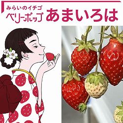 イチゴ：ベリーポップ　あまいろは3号ポット