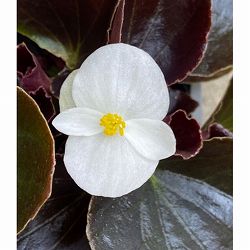 ベゴニア センパフローレンス：ナイトライフ（黒葉）ホワイト3号ポット