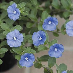 エボルブルス：アメリカンブルー3号ポット*