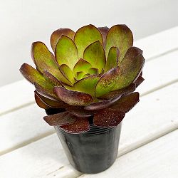 センポニウム：ボルテックス　3号ポット