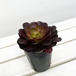 センポニウム：ディスティニー　3号ポット