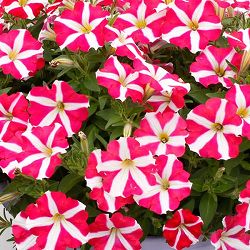 ペチュニア：アモーレ ピンクハート3.5号ポット