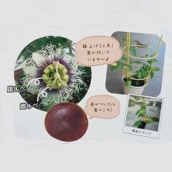 [送料無料]パッションフルーツ（クダモノトケイソウ）：3.5号深ポット15株セット