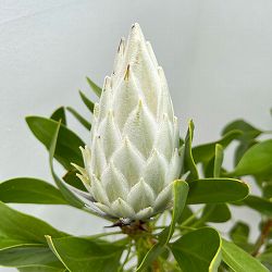 園芸ネット本店｜[ザ・ファームセレクト]プロテア：キングホワイト 7号