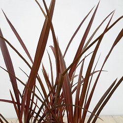 ニューサイラン：チョコレートクッキー5号ポット