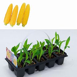 [26年4月下旬予約]とうもろこし：とうきび姉妹（わくわくコーン(R)TM82＆わくわくコーン(R)TM88）10連パック 2パック苗セット