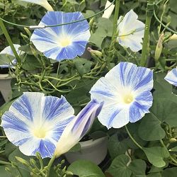 アサガオ（朝顔）：マジックオーシャン　6号鉢植え
