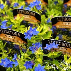 ミヤマホタルカズラ（リソドラ）：ゴールデンサファイヤ2.5号ポット