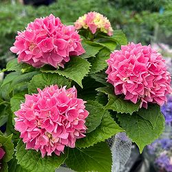 アジサイ：茜雲（あかねぐも）5号鉢植え（開花終了）