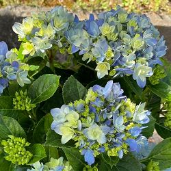 アジサイ：星あつめ（ブルー） 5号鉢植え（開花終了）