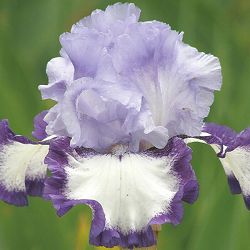 [26年1月中下旬予約]ジャーマンアイリス：ヘブンズエッジ3.5号ポット