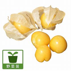 食用ホオズキ（ゴールデンベリー）3号ポット*