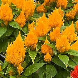 ケイトウ：キモノ単色植えイエロー3号ポット