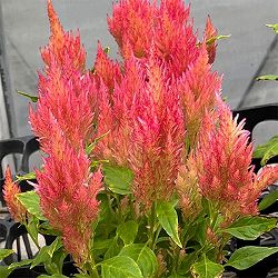 けいとう：キモノ単色植えピンクバイカラー3号ポット