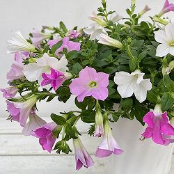 [春の鉢花予約]ペチュニア：さくらさくら3色植え6号鉢