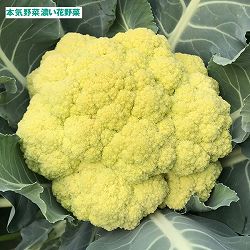 濃い花野菜　カリッコリー3号ポット苗 2株セットy・おかわりタイプ