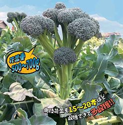 [送料無料][26年8月下旬予約]いっぱいブロッコリー苗3号ポット 24株セット