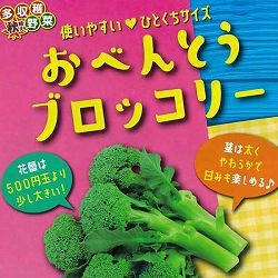 [送料無料][26年8月下旬予約]おべんとうブロッコリー苗3号ポット 24株セット