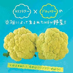 フラワーブロッコリー3号ポット 2株セットy