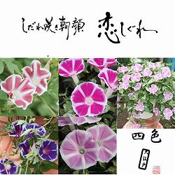 [26年6月中下旬予約]おためし4種8株セット　アサガオ：枝垂れ朝顔恋しぐれ
