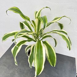 ドラセナ：スノーホワイト　5号鉢植え
