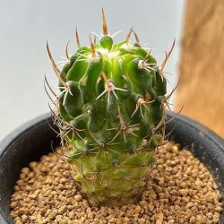 サボテン：ステノカクタス　ディクロアカンサス　2.5号鉢植え