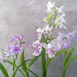 ウチョウラン：花色ミックス2株入り3号鉢植え
