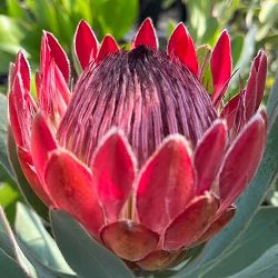 プロテア：シルビア　7号鉢植え