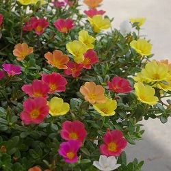 ポーチュラカ：花色ミックス寄せ5号吊鉢