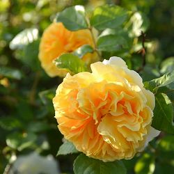 [26年1月中下旬予約]ロサ・オリエンティス：リヒト大苗6号角鉢植え(バラ)