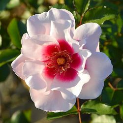 [26年1月中下旬予約]ロサ・オリエンティス：こころね大苗6号角鉢植え(バラ)