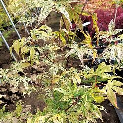 モミジ（カエデ）：浮雲（ウキグモ）3.5号ポット