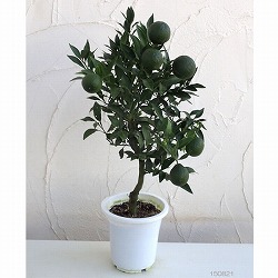 デコポン6号鉢植え[実付き]