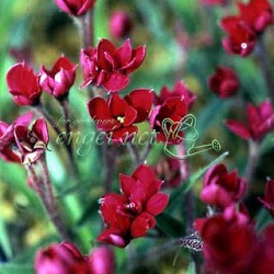 アッツザクラ（ロドヒポキシス）：ルビーの輝き2.5号ポット